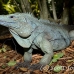 iguana_blue_qebp_gc_h_0206_cay0683.jpg